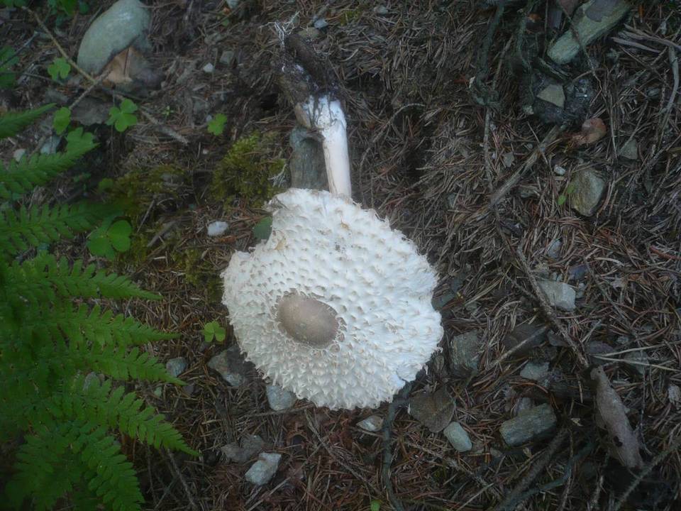 Leucoagaricus nympharum image
