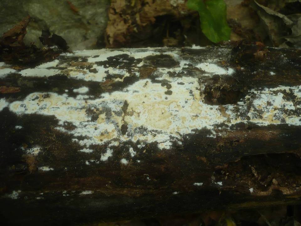 Phanerochaete sordida image