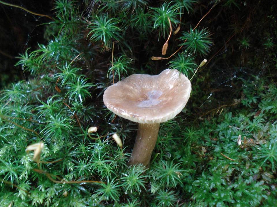 Lactarius gerardii var. gerardii image