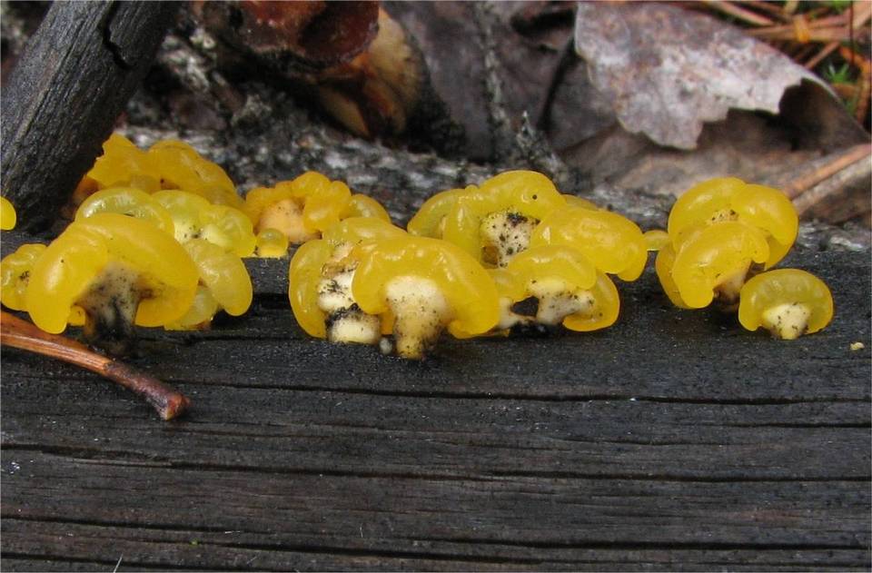 Ditiola radicata image
