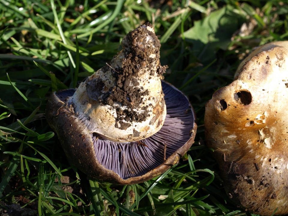 Cortinarius calyptratus image