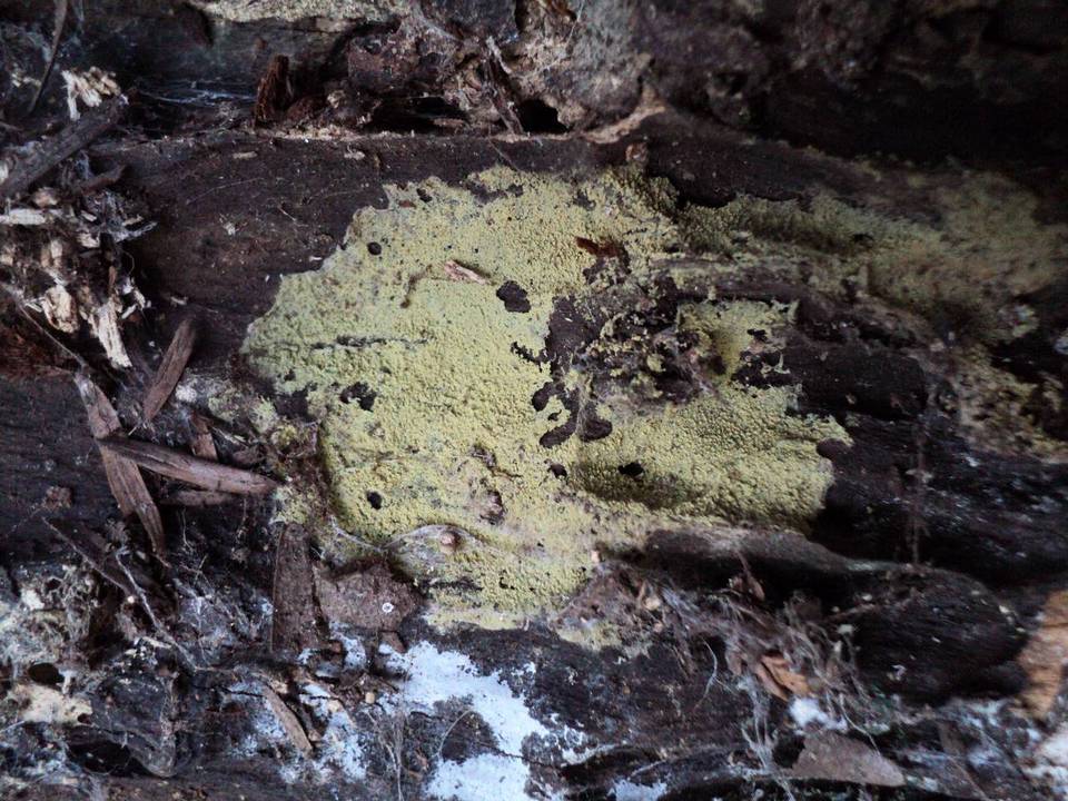 Amaurodon viridis image