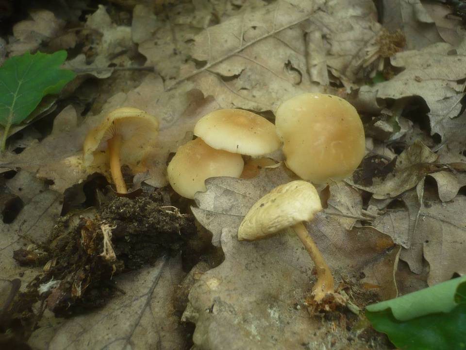 Gymnopus aquosus image