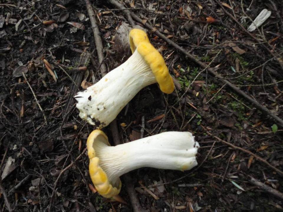 Cantharellus phasmatis image