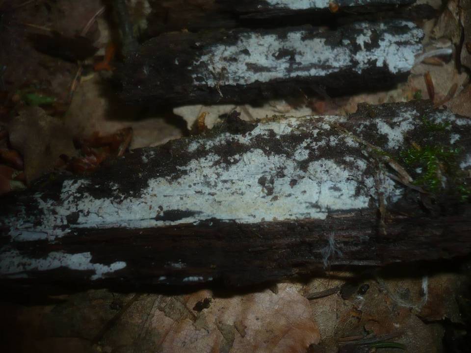 Hyphoderma argillaceum image