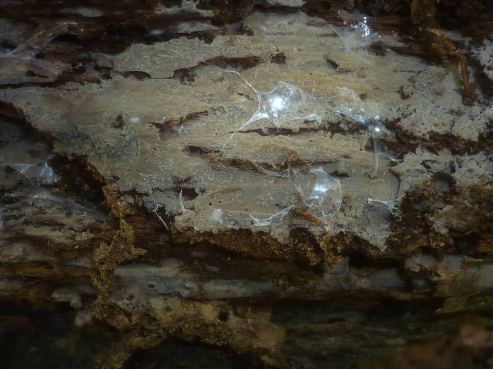 Aphanobasidium pseudotsugae image