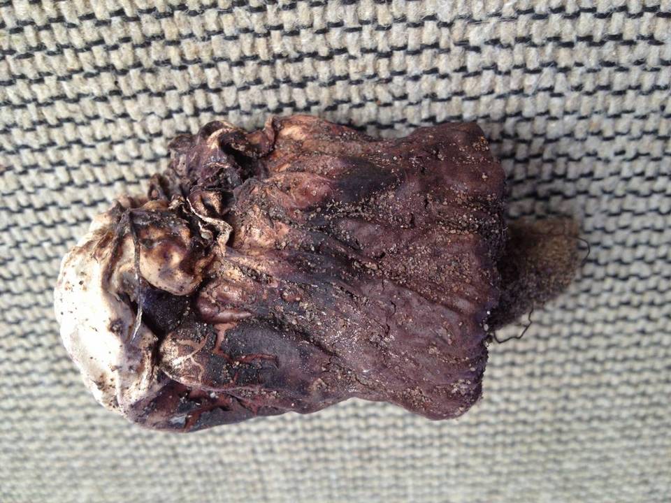 Scleroderma macrorhizon image