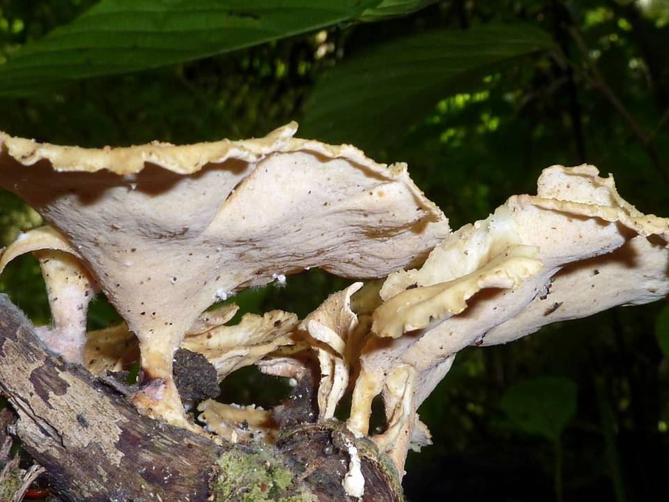 Antrodiella versicutis image