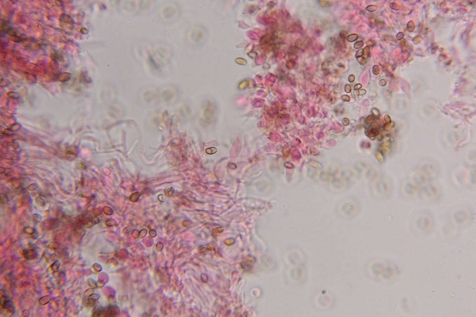 Psilocybe zapotecoantillarum image