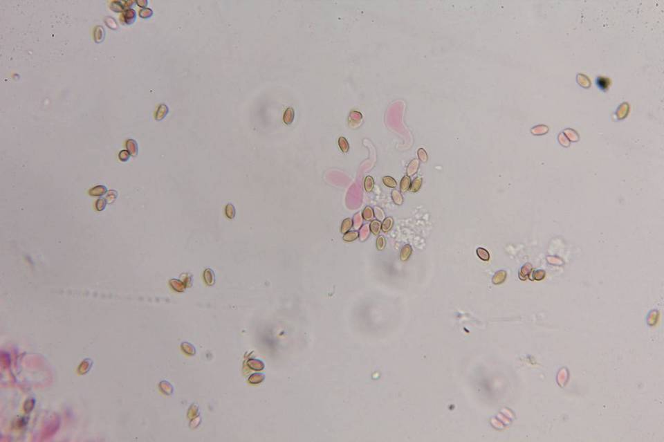 Psilocybe zapotecoantillarum image