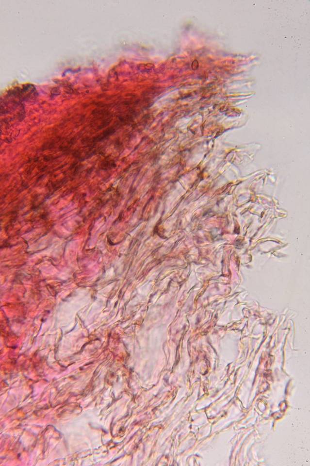 Psilocybe zapotecoantillarum image