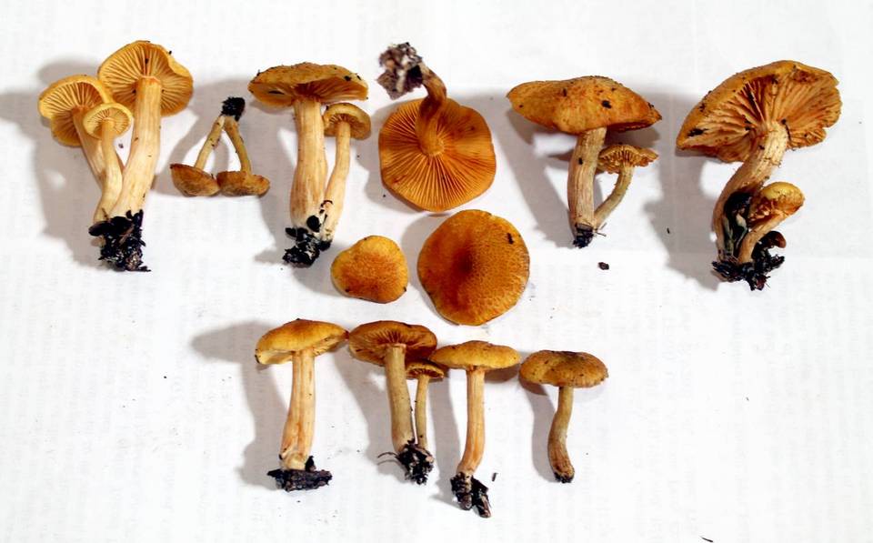 Gymnopilus lepidotus image