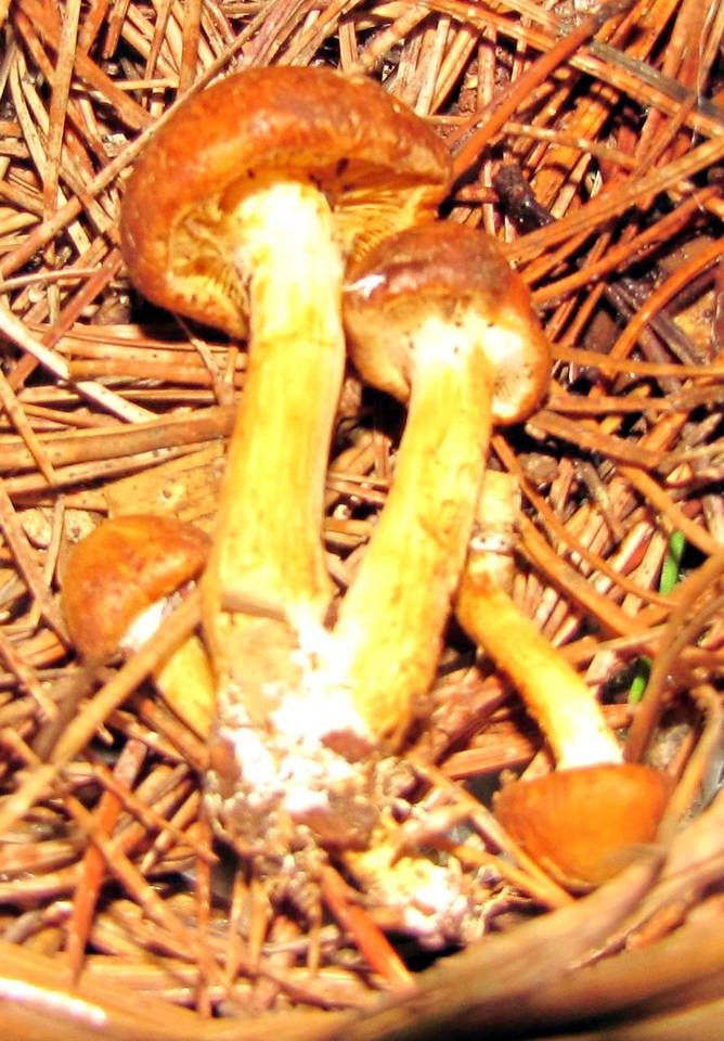 Gymnopilus flavidellus image