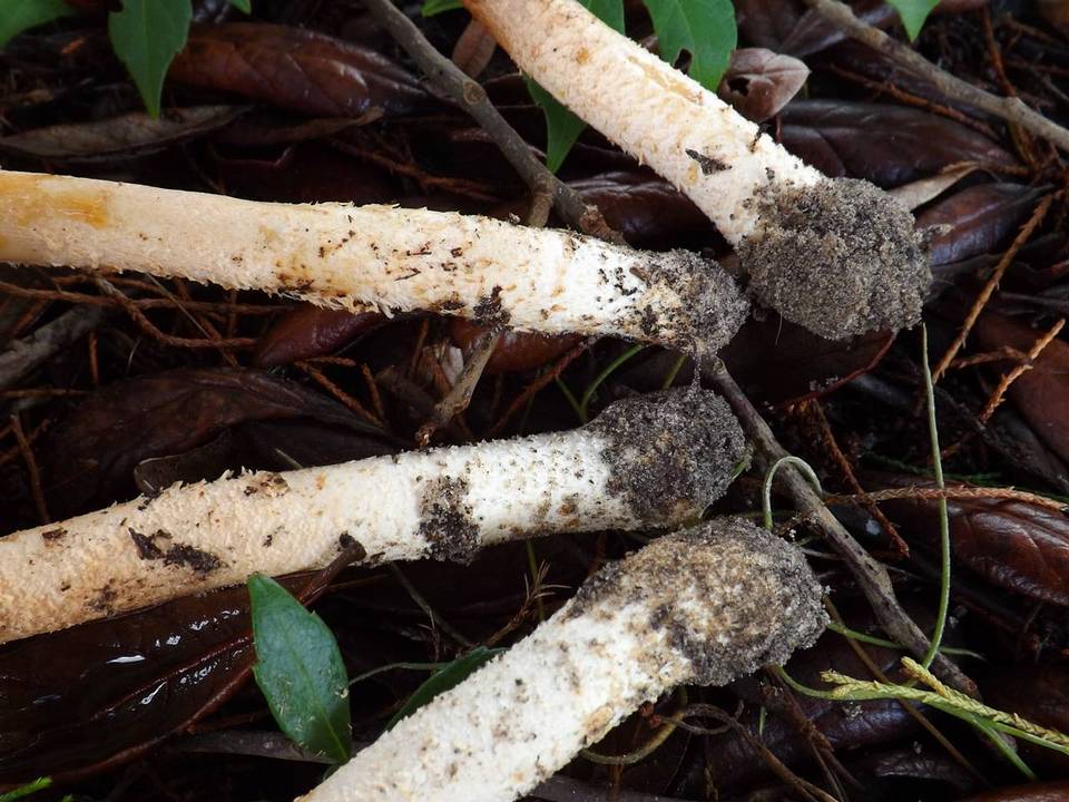 Amanita nauseosa image