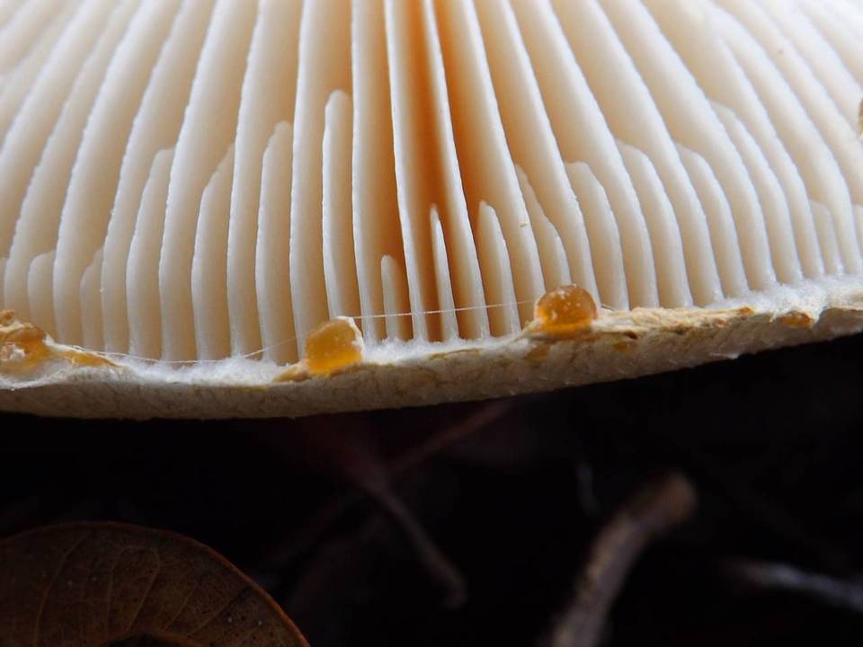 Amanita nauseosa image