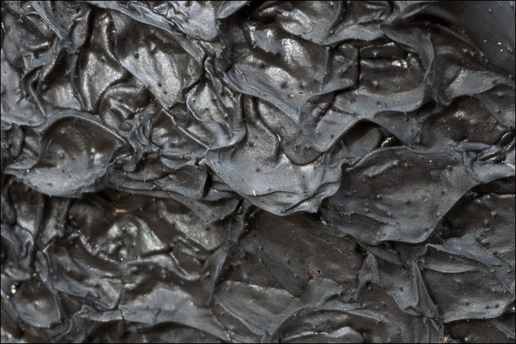 Exidia plana image