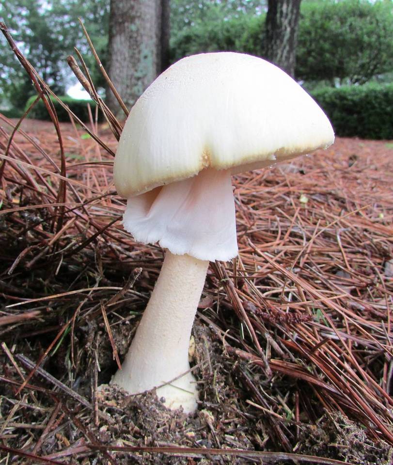 Amanita roseitincta image