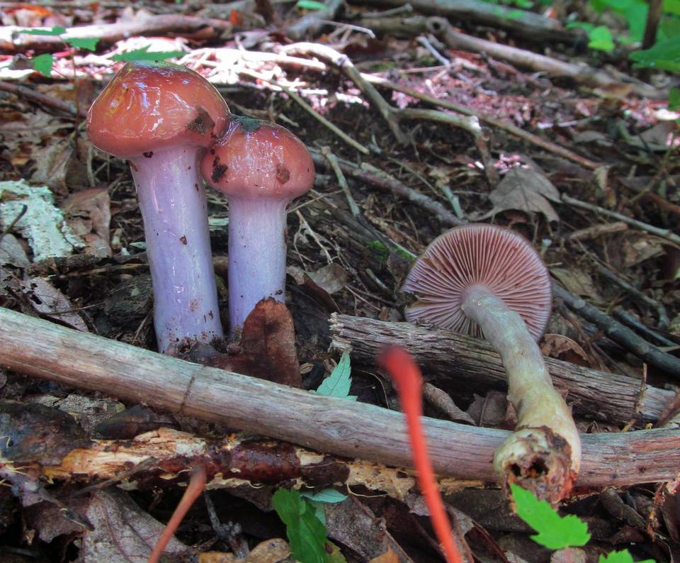 Cortinarius pseudosalor image