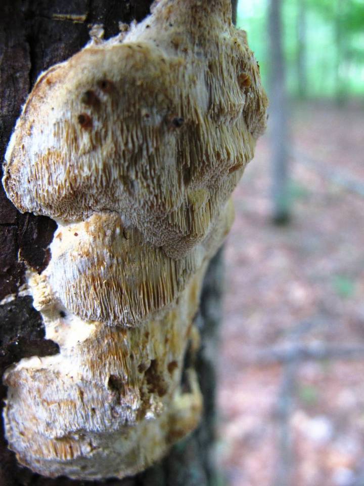 Diplomitoporus flavescens image