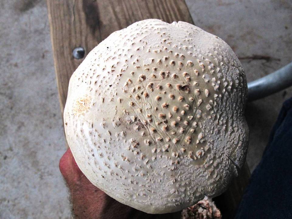 Amanita ravenelii image