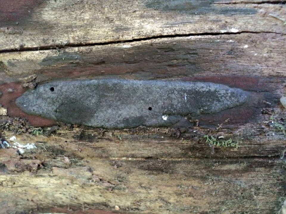 Annulohypoxylon atroroseum image
