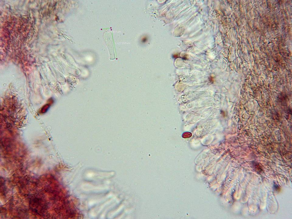 Conocybe cyanopus image