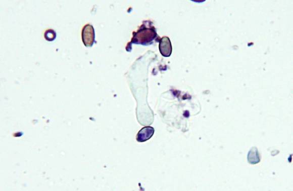 Conocybe cyanopus image