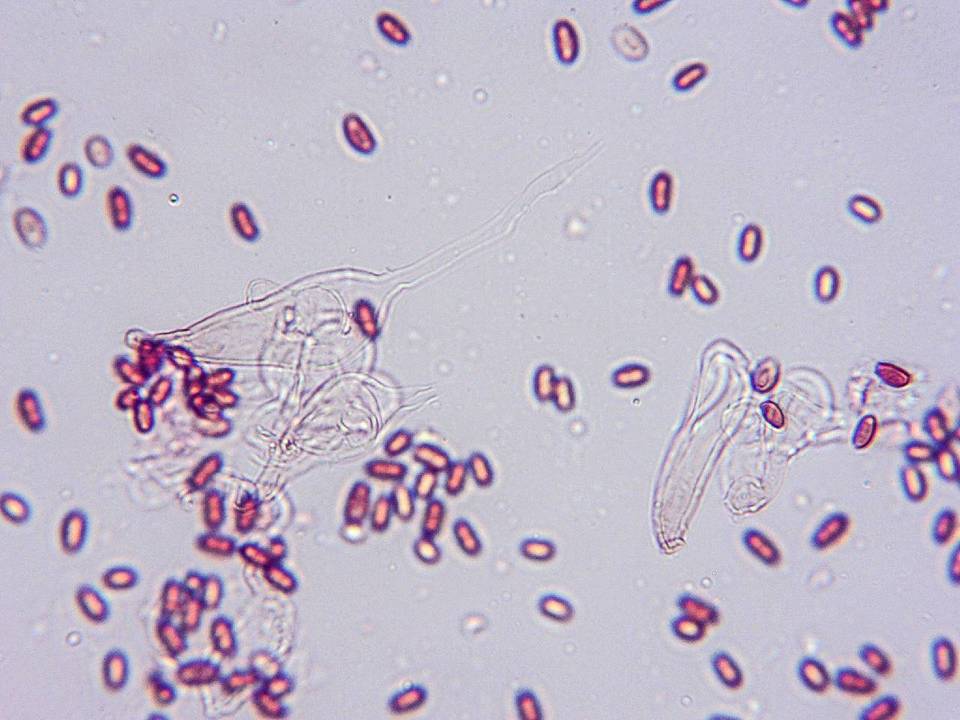 Conocybe cyanopus image
