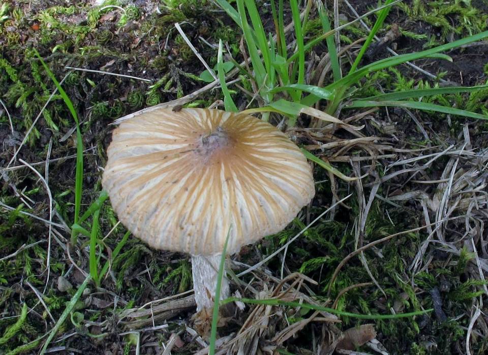 Pseudosperma friabile image