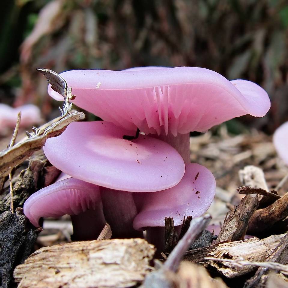 Lepista sublilacina image