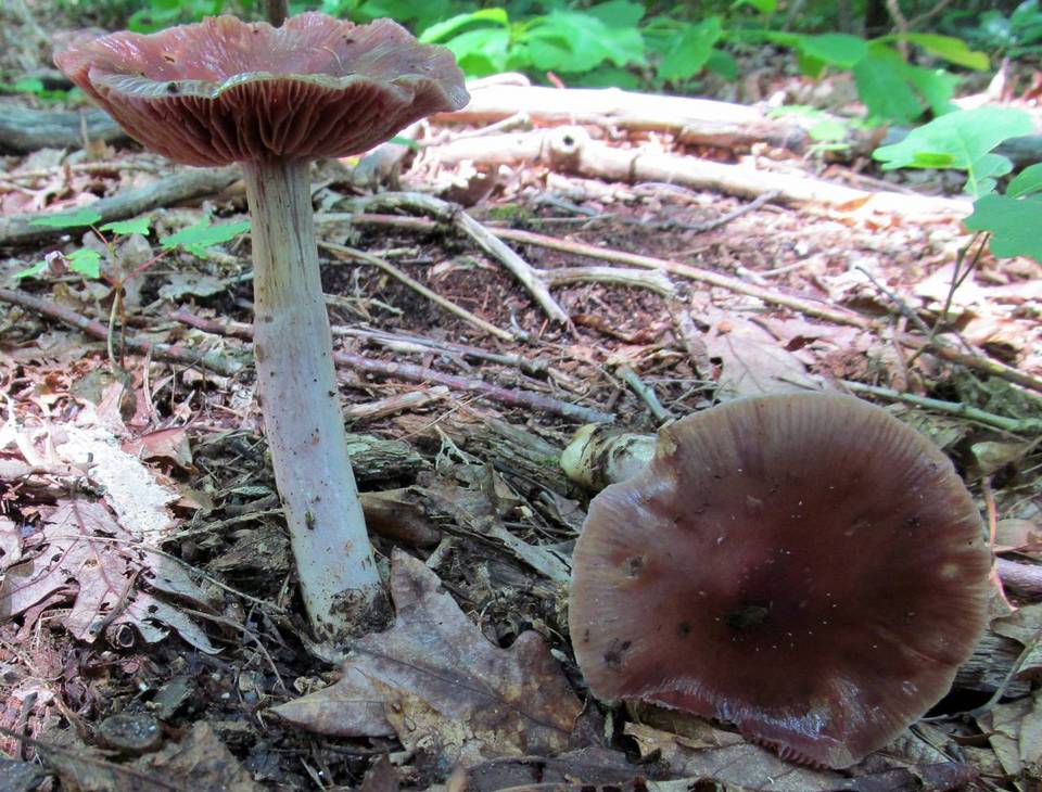 Cortinarius pseudosalor image