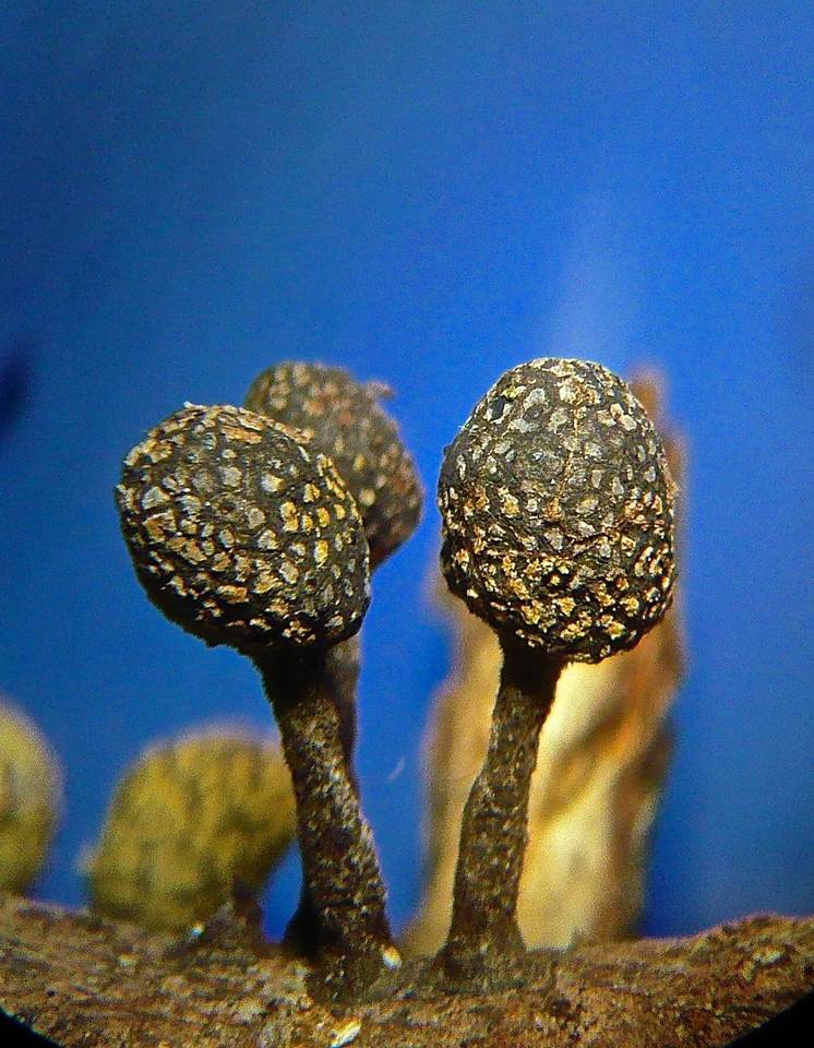 Xylaria squamulosa image