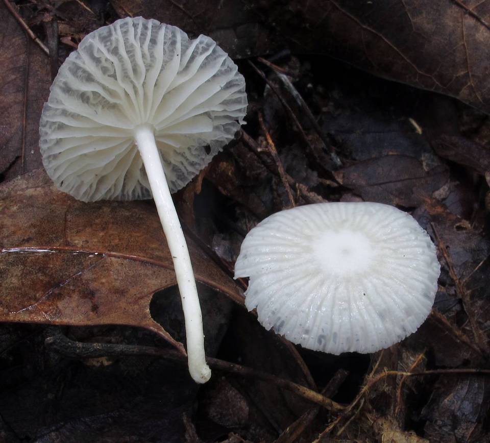 Marasmiellus subnigricans image