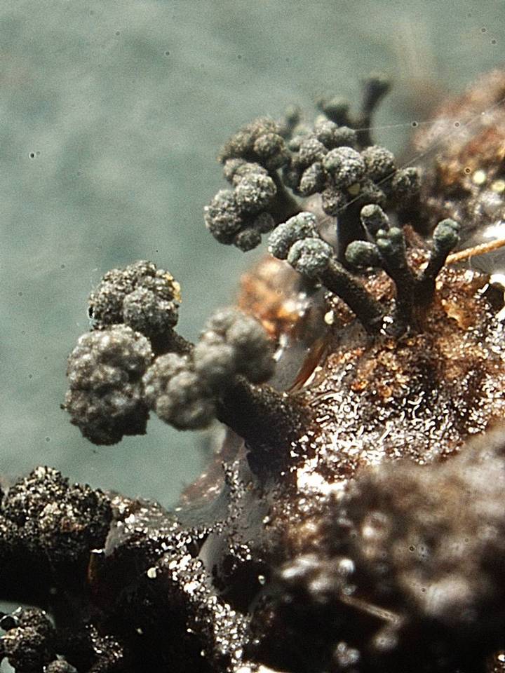 Chaenothecopsis nigripunctata image