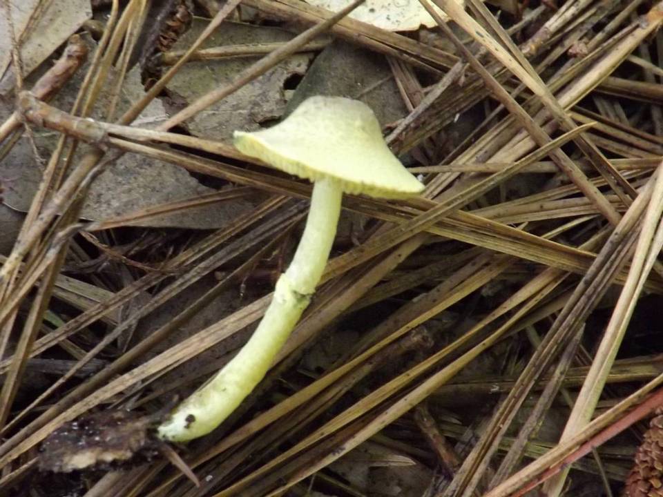 Leucoagaricus viridiflavoides image
