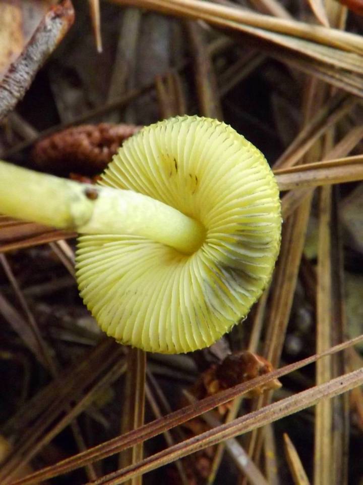 Leucoagaricus viridiflavoides image