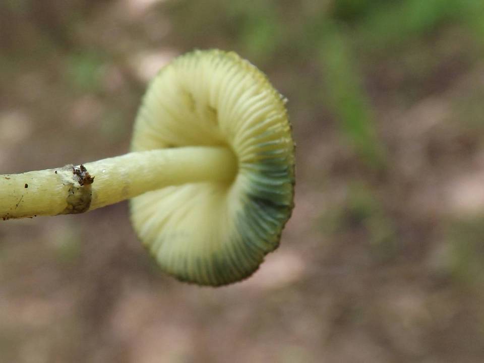 Leucoagaricus viridiflavoides image