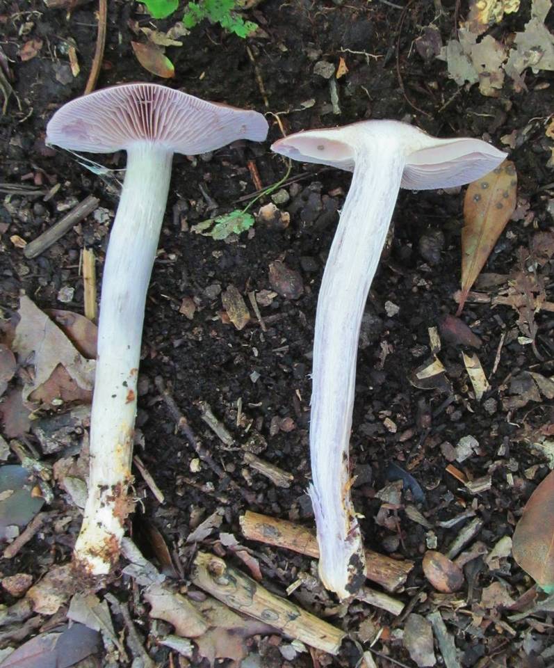 Cortinarius pseudosalor image