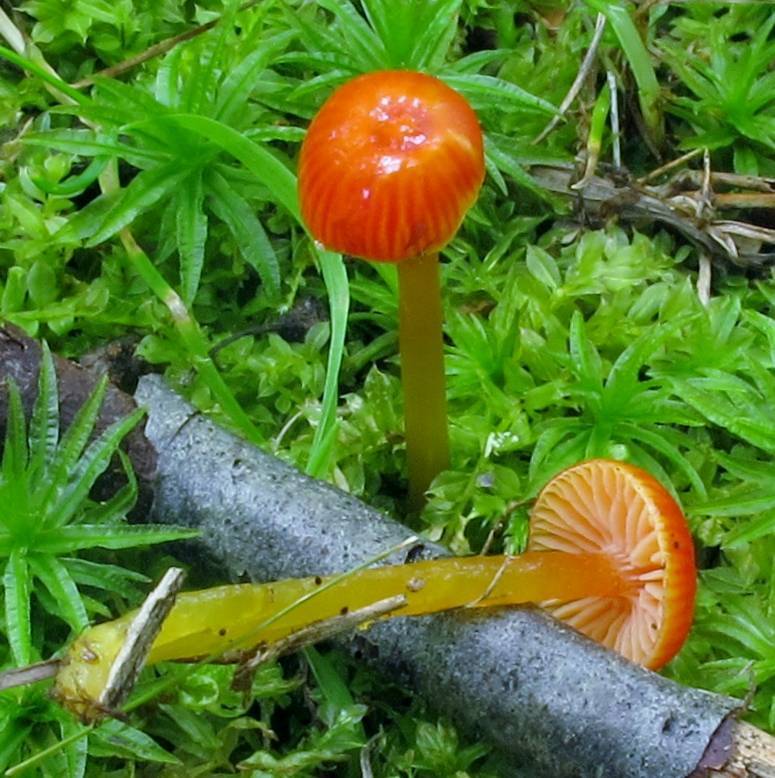 Hygrocybe minutula image