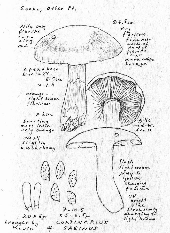 Cortinarius saginus image