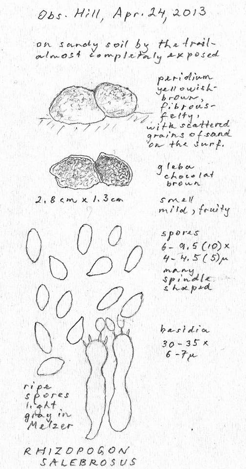 Rhizopogon salebrosus image