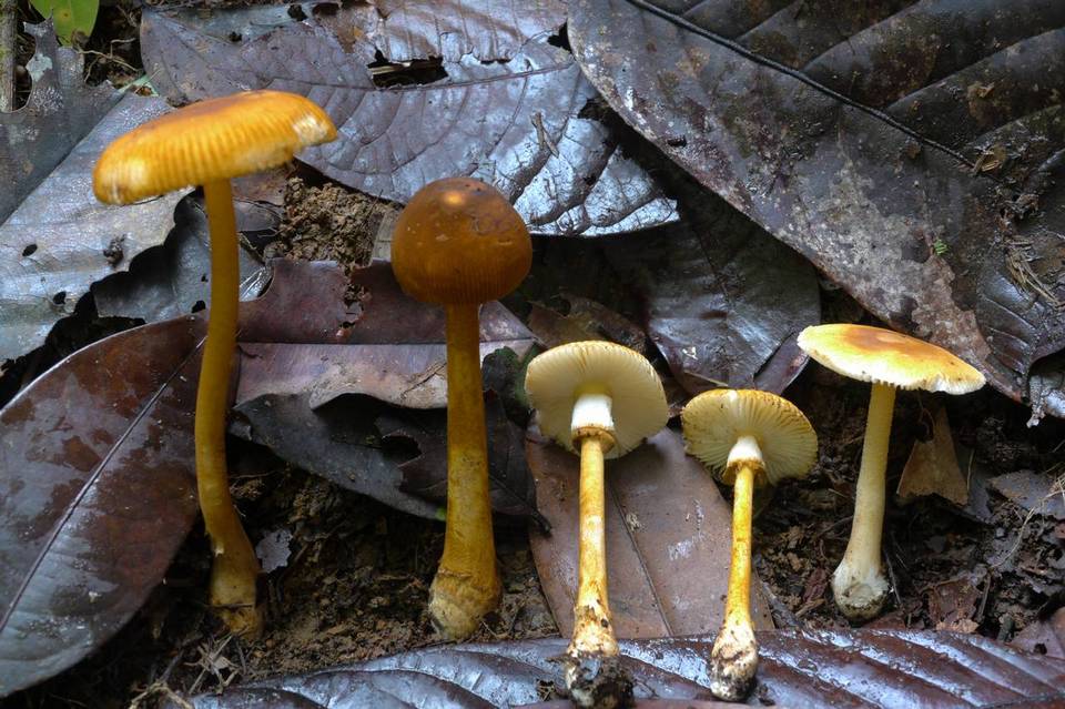 Amanita xerocybe image