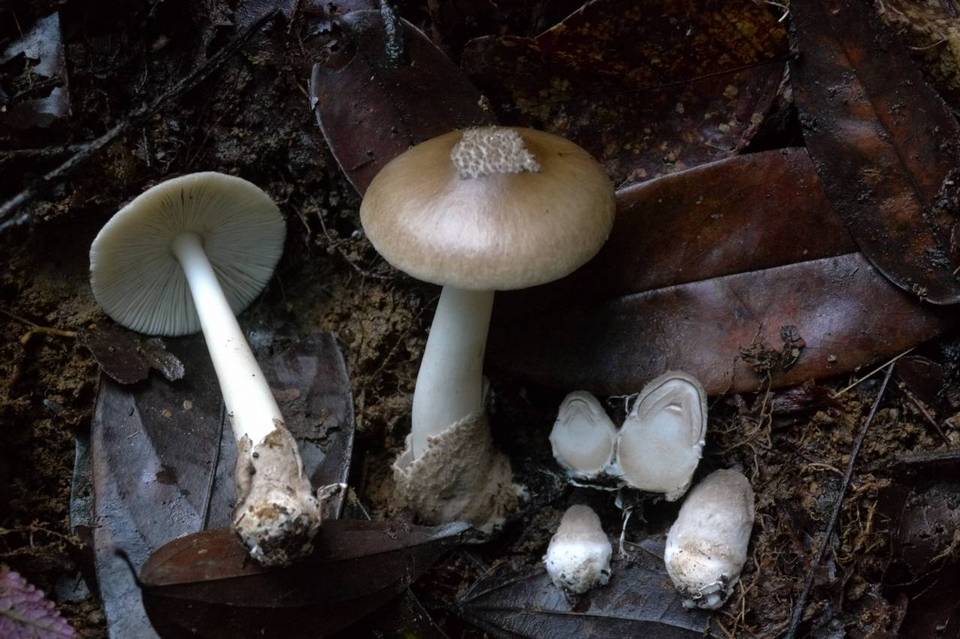 Amanita lanivolva image