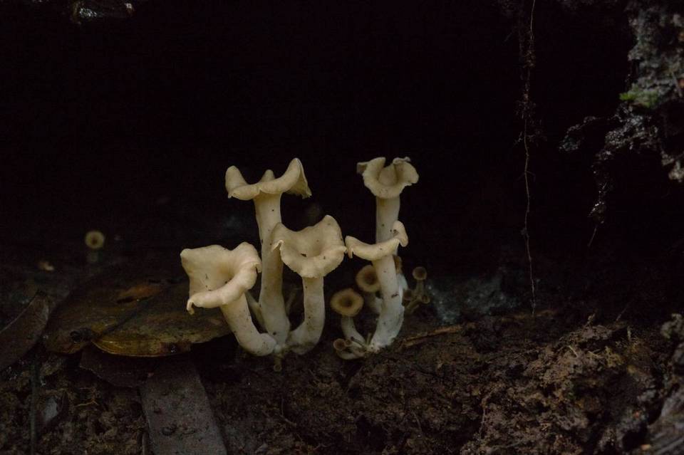 Craterellus excelsus image