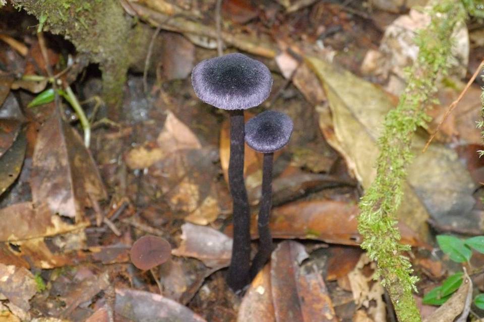 Cortinarius altissimus image