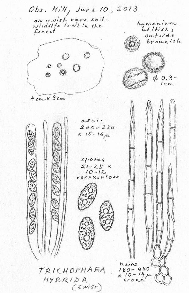 Trichophaea hybrida image