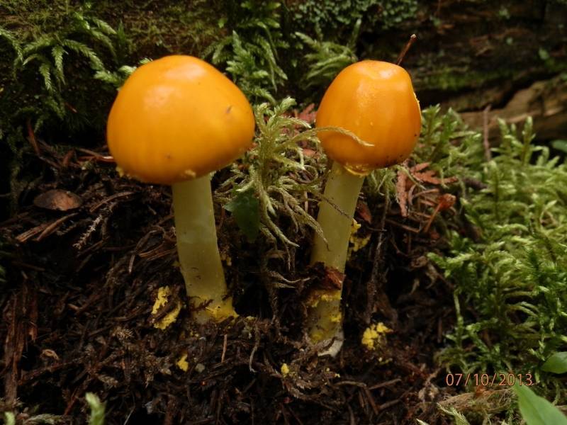Amanita flavoconia var. flavoconia image