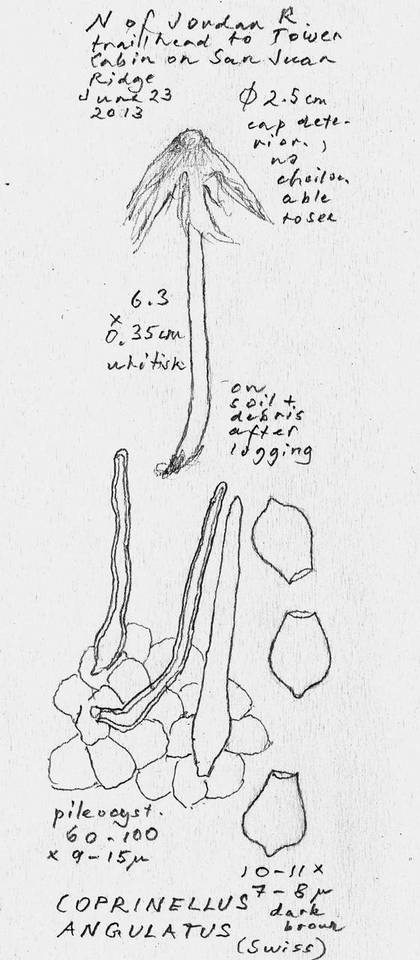 Coprinellus angulatus image