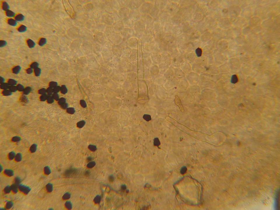 Coprinellus angulatus image