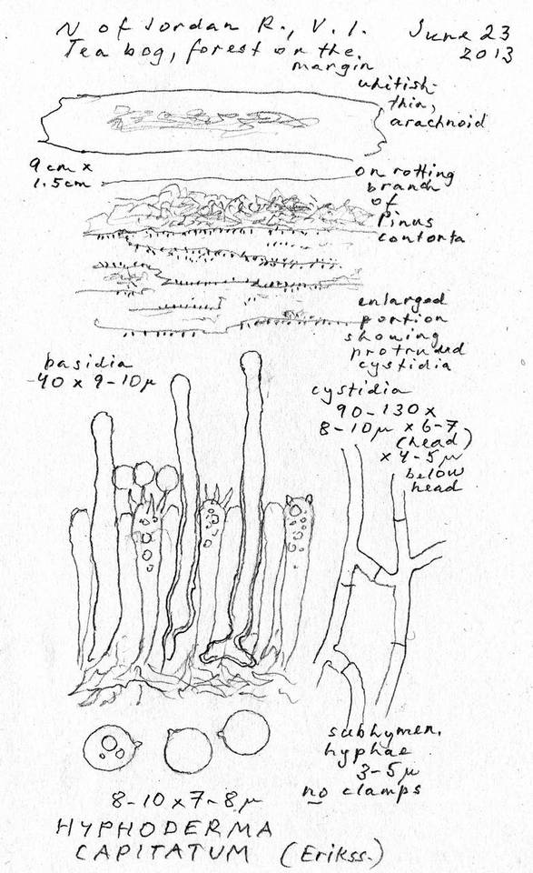 Hyphoderma capitatum image